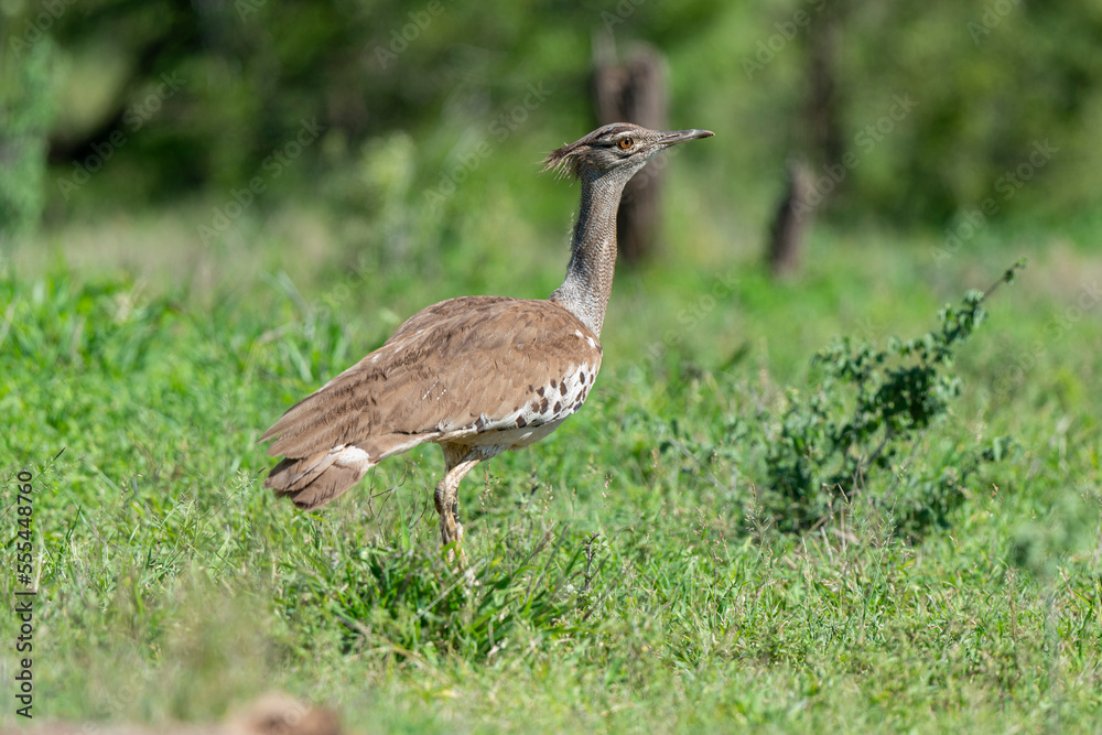 Outarde kori, Ardeotis kori, Kori Bustard, Afrique du Sud Outarde kori, Ardeotis kori, Kori Bustard, Afrique du Sud