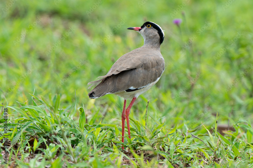Fototapeta premium Vanneau couronné,.Vanellus coronatus, Crowned Lapwing, Afrique du Sud