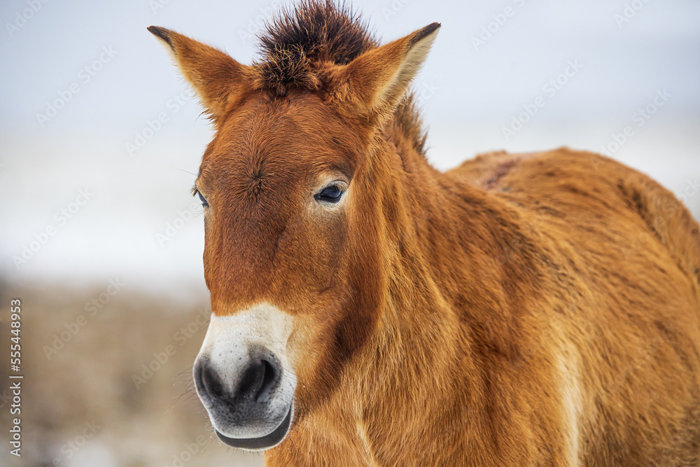 (Equus ferus przewalskii ), also called the takhi, Mongolian wild horse or Dzungarian horse, They're having a nice time (Equus ferus przewalskii ), also called the takhi, Mongolian wild horse or Dzungarian horse, They're having a nice time