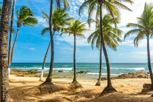 Coconut trees on the sand and sea of famous Itapua beach in Salvador Bahia