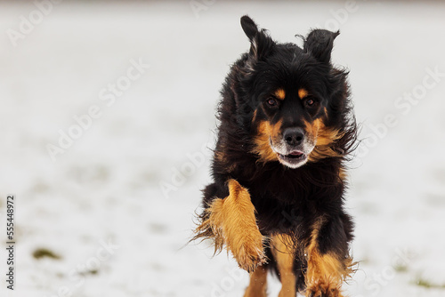 black and gold Hovie dog hovawart running through the snow © michal