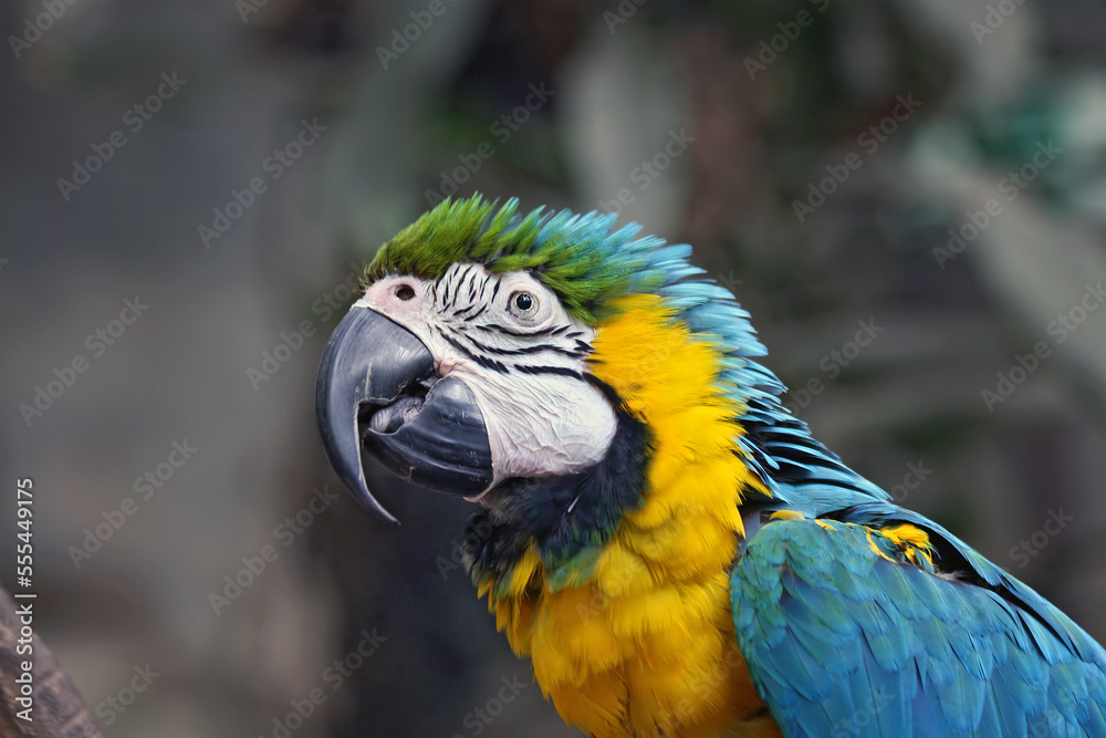 blue gold macaw