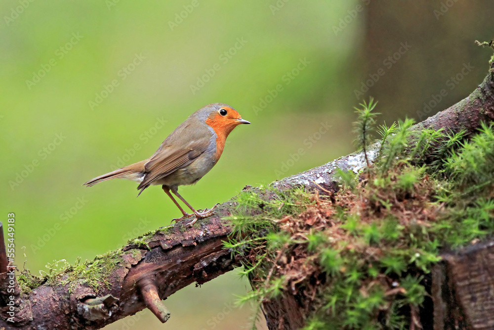 robin red-breasth robin red-breasth