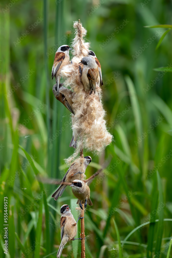 Obraz premium Eurasian penduline tits