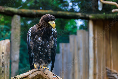 The Stellers sea eagle is a very large bird of prey in the hawk family. Background with selective focus