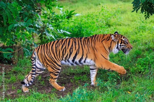 The tiger walks in search. Background with selective focus and copy space