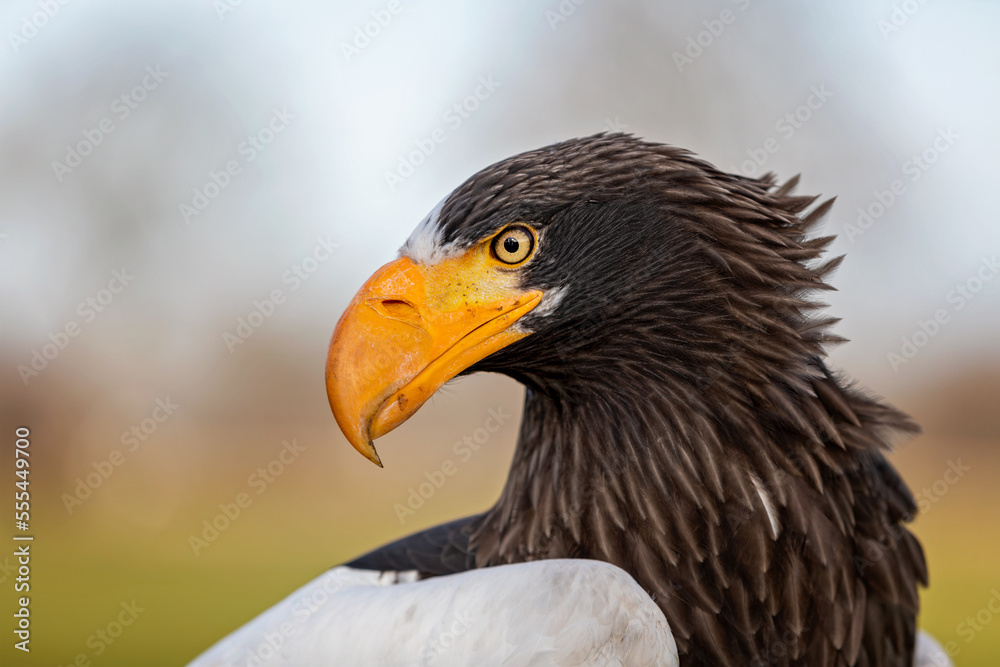 Stellers's sea eagle Stellers's sea eagle