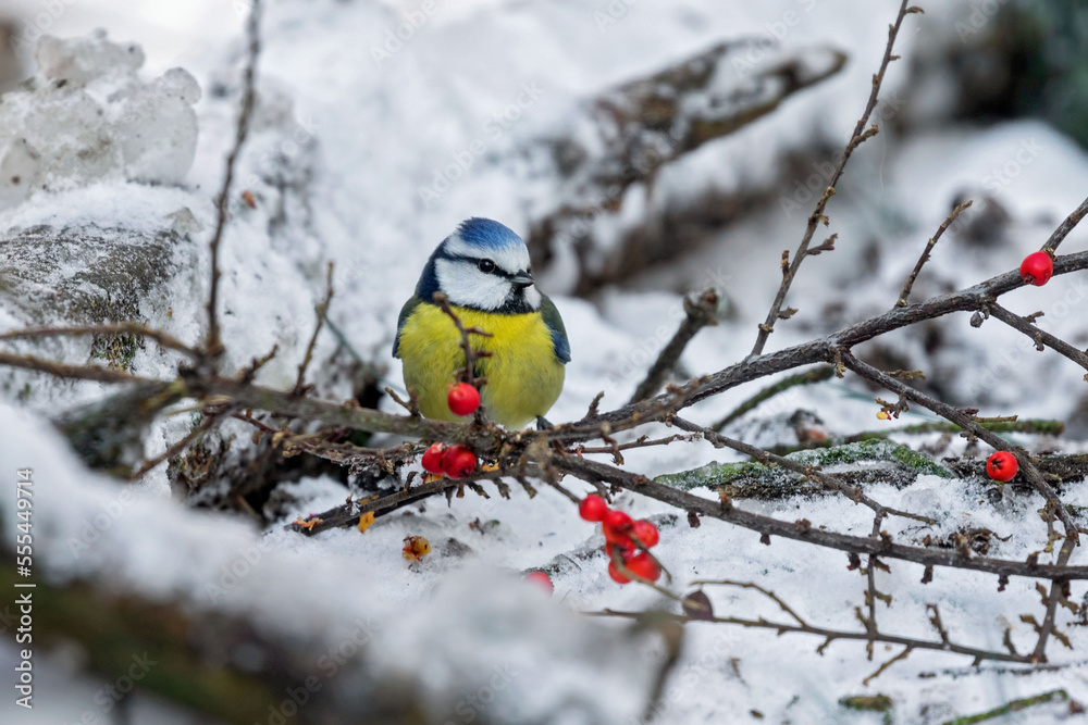 Naklejka premium blue tit