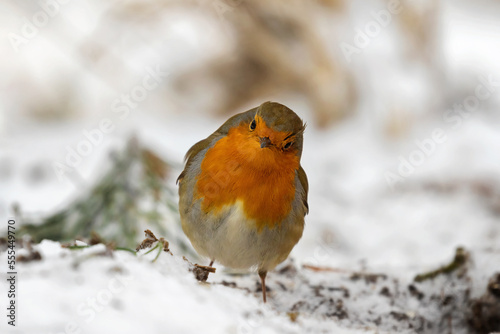 Photo robin redbreast in the snow