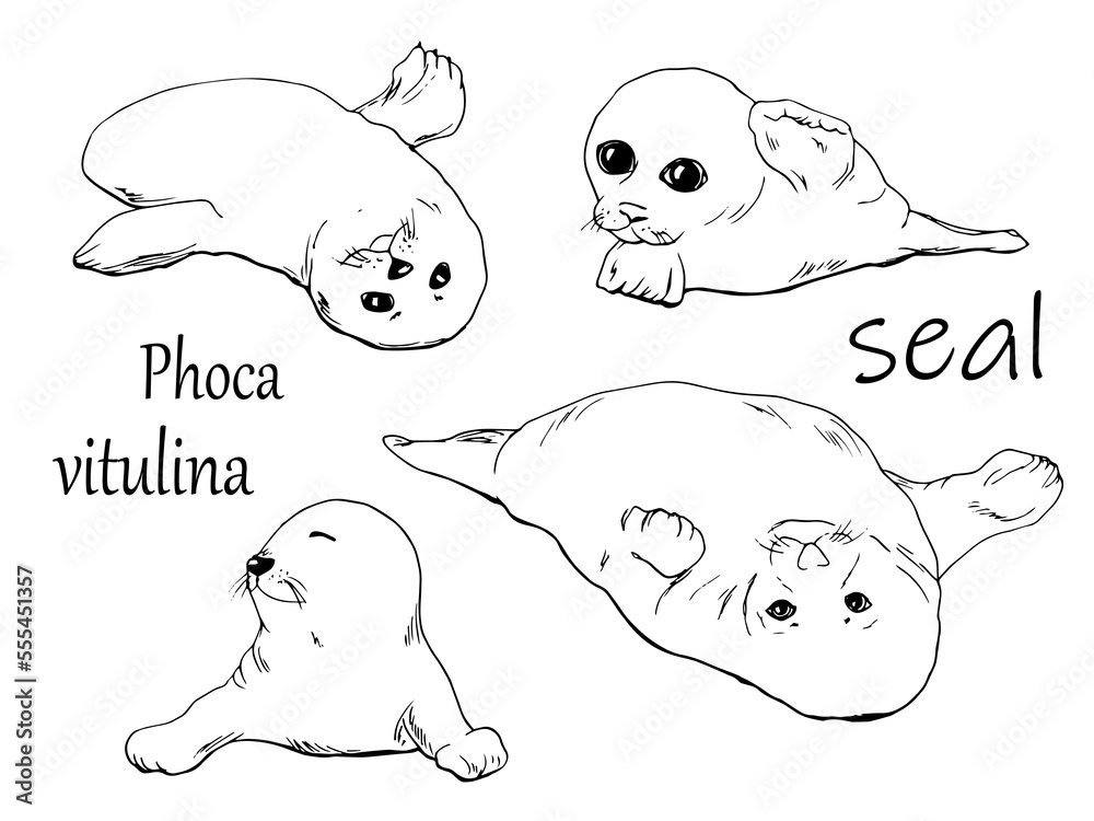 Drawn set of seals. Seal sketch. Clip art. Sea creatures. Clip art. Set