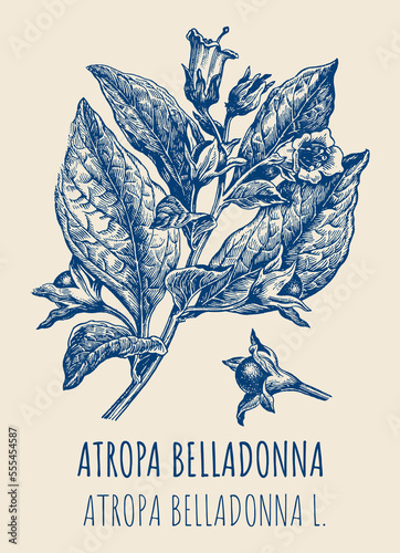 Drawings of BELLADONNA. Hand drawn illustration. Latin name ATROPA BELLADONNA L photo