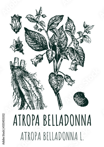 Foto Drawings of BELLADONNA
