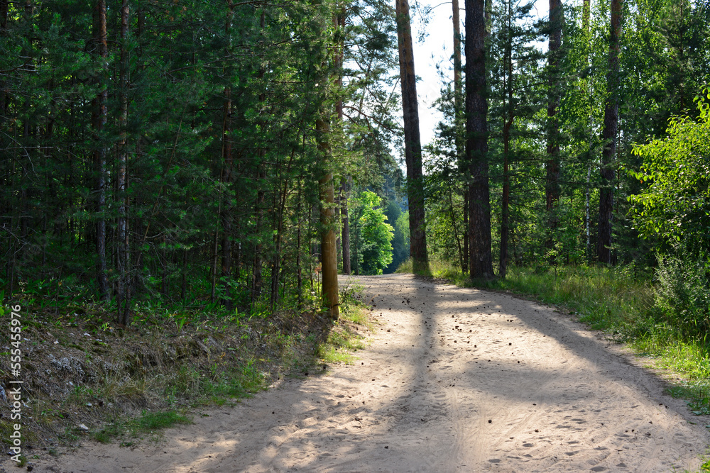 sand road in the pine forest going to horizon with sunlight and shadows