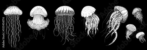 Jellyfish sketch set. Hand drawn vector illustration. Sea jellyfish collection. Design elements. Engraved style.