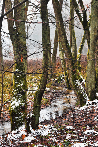 Early winter in a forest, Dolina KLuczwody, Kluczwoda Valley, Poland 