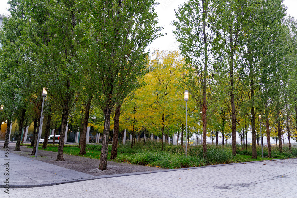 Beautiful tree alley at Swiss Novartis Campus at City of Basel on a cloudy autumn morning. Photo taken October 3rd, 2022, Basel, Switzerland.
