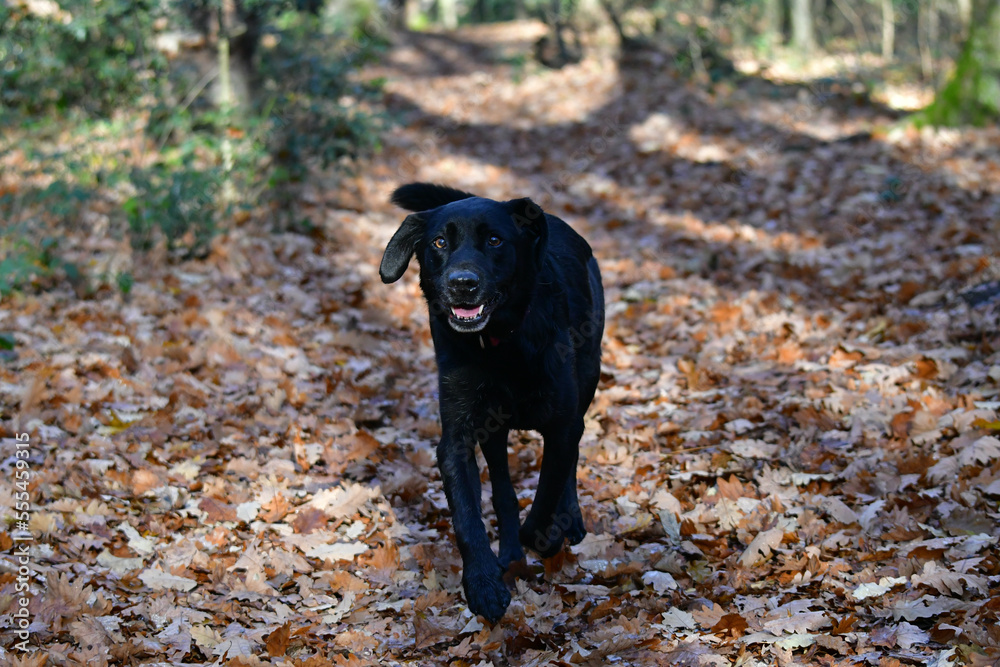 Front view of a black labrador retriever dog walking on a footpath in a french forest and looking at camera.