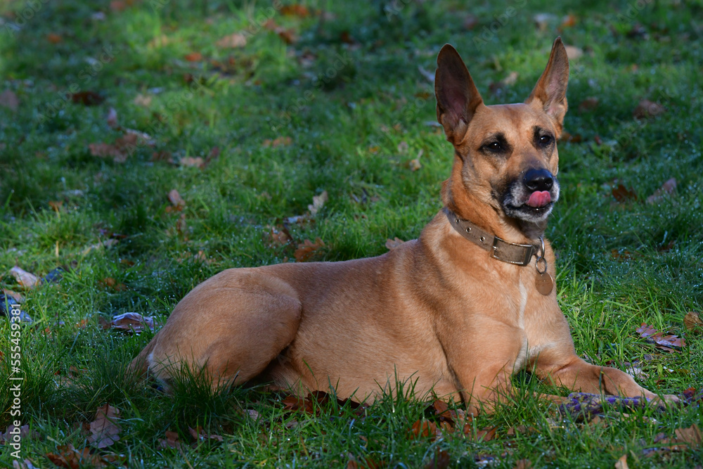 Profile view of a beautiful belgian shepherd looking away and lying on front on the grass in the morning light. It is tongue out looking carefully at something.