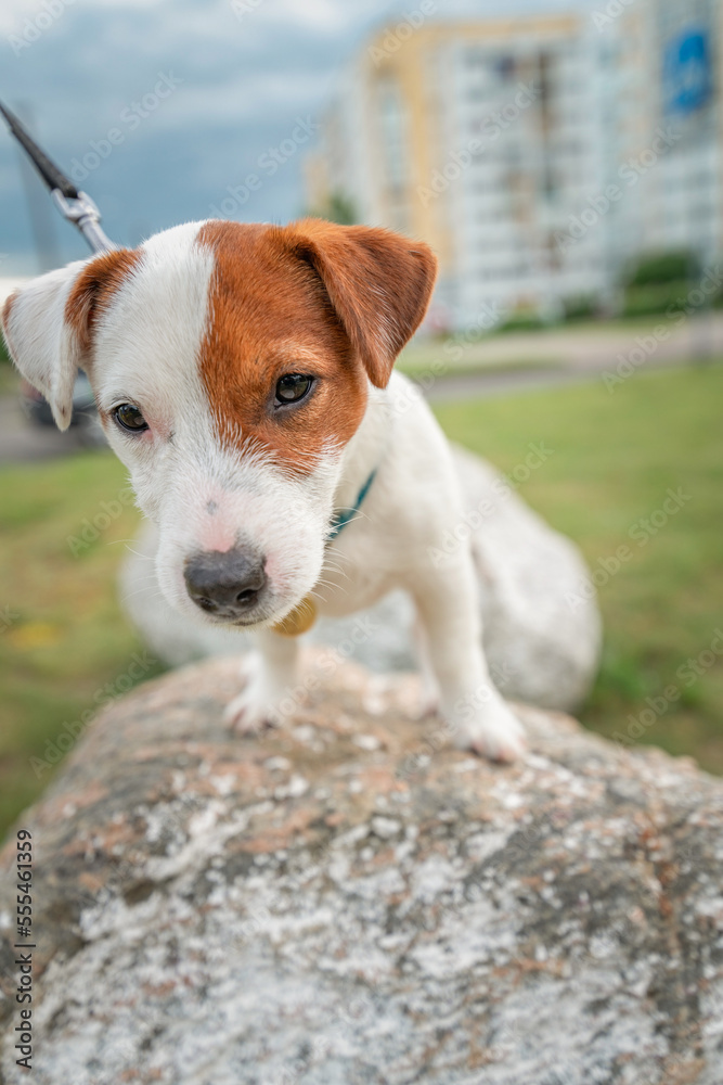 Young purebred beautiful Jack Russell Terrier on a walk on a leash.