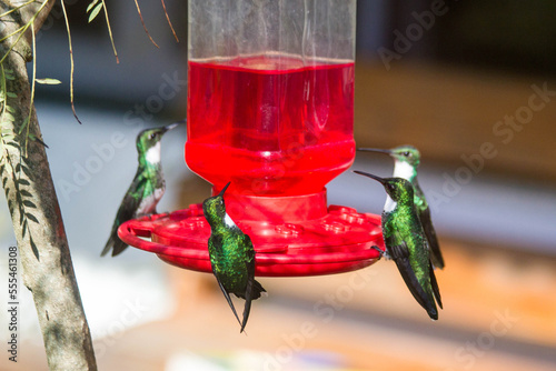 Colibríes de pecho blanco sobre comedero