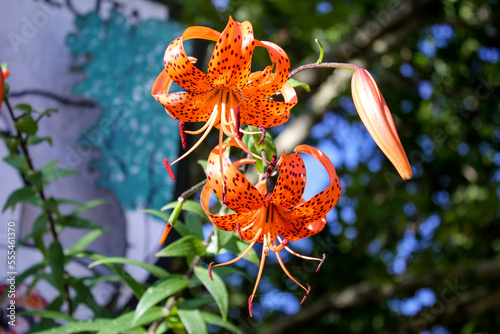 Flor de lirio de tigre