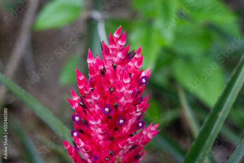 Bromelia en flor