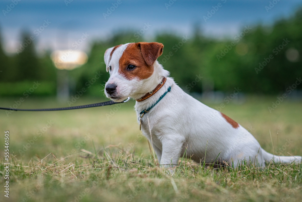 Young purebred beautiful Jack Russell Terrier on a walk on a leash. Young purebred beautiful Jack Russell Terrier on a walk on a leash.