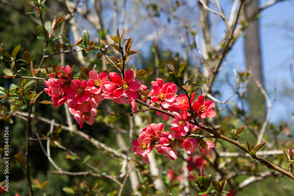 Membrillero del Japón en flor