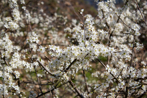Flores de Ciruela china