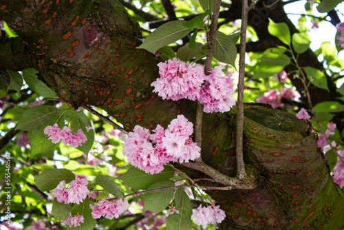 Flores de Cerezo del Japón 'Kiku-Shidare'