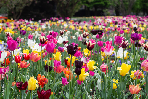 Jardin de tulipanes