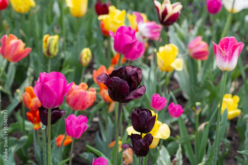 Tulipanes