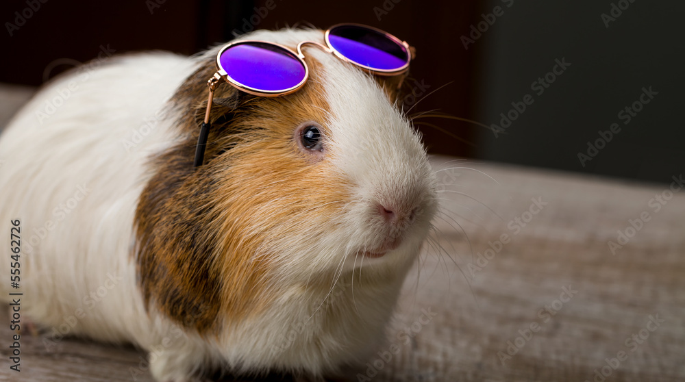 Funny quinea pig posing in sunglasses Stock Photo | Adobe Stock