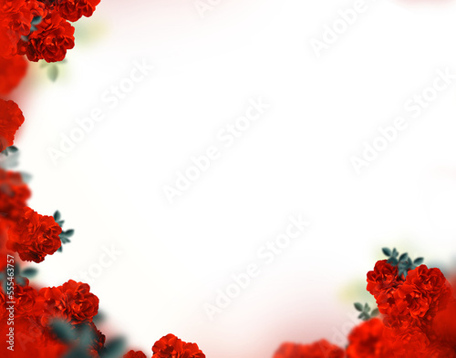 Fototapeta Naklejka Na Ścianę i Meble -  Isolated red rose frame background png 