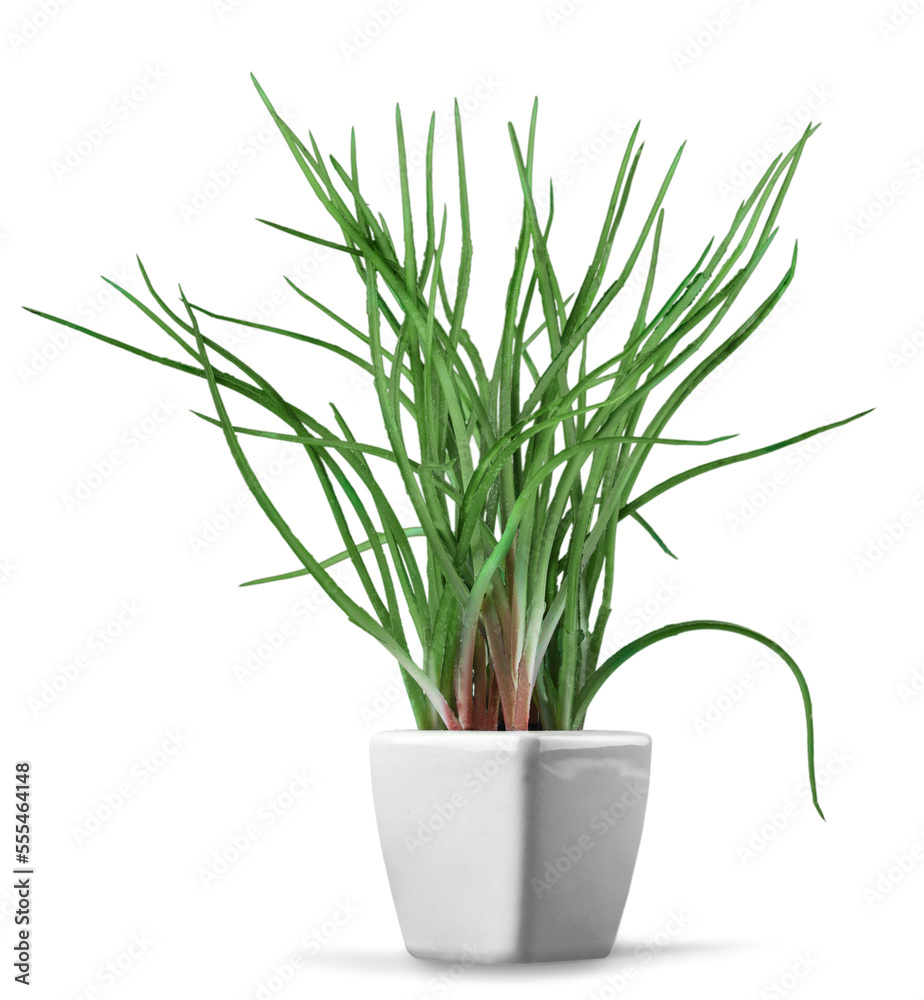 Beautiful green flowers in white pot Beautiful green flowers in white pot