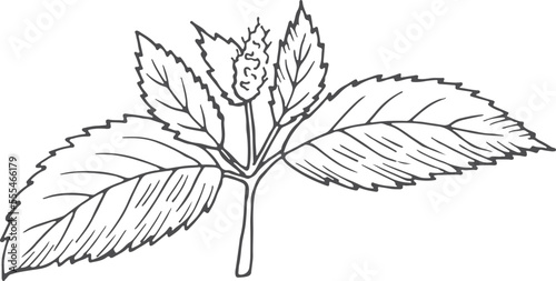 Peppermint plant. Botanical drawing. Hand darwn leaves