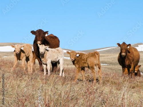 Livestock - Red Angus beef cows with Charolais-cross calves on a dry Winter pasture / Alberta, Canada. photo