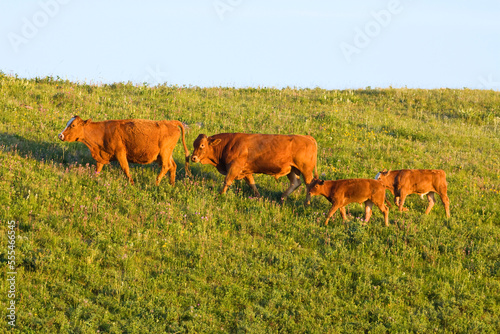 Livestock - Red Angus bull chasing a Red Angus cow coming into heat, followed by two calves / Alberta, Canada. photo