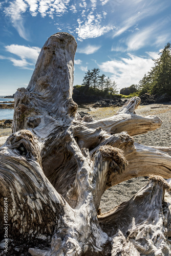 A large driftwood trunk lodges on a rocky island off Nootka Island, Nuchatlitz Provincial Park; British Columbia, Canada photo