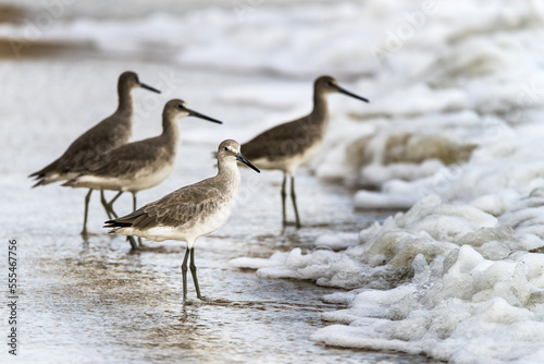 Sandpipers (Scolopacidae) standing on the foam on the shore as the tide goes out; Hopkins, Belize photo
