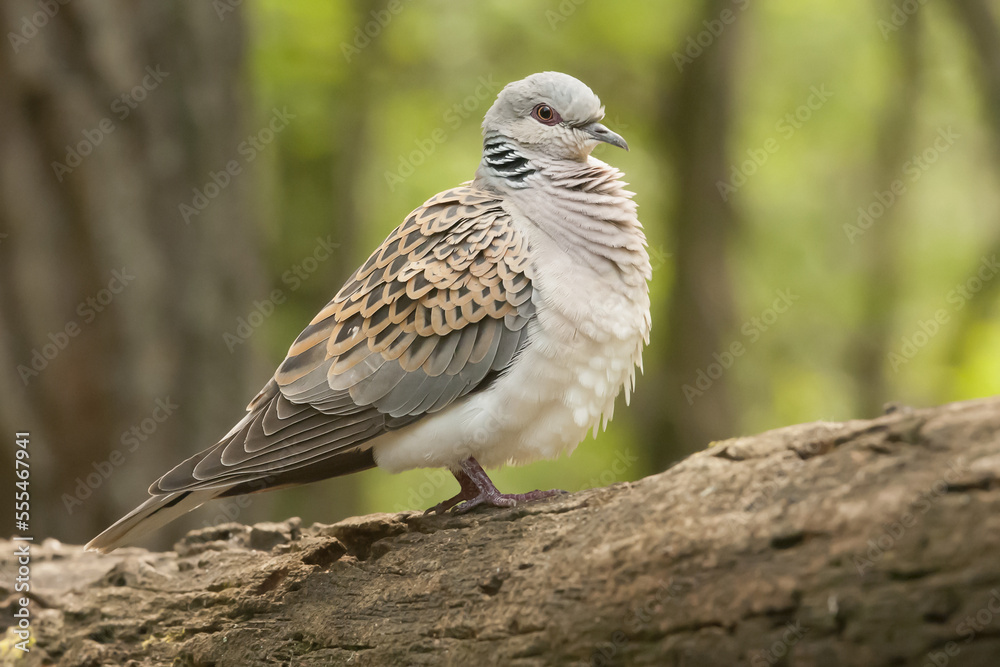Turtle dove (Streptopelia turtur) perched on a tree branch, Bences Hide; Pusztaszer, Hungary Turtle dove (Streptopelia turtur) perched on a tree branch, Bences Hide; Pusztaszer, Hungary