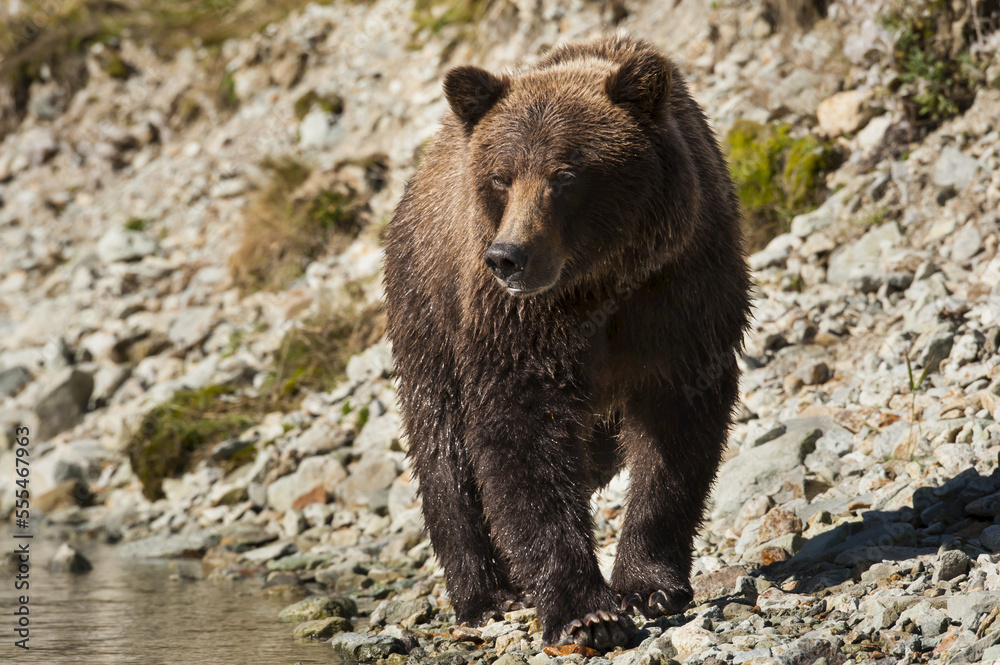 Kodiak bear (Ursus arctos middendorffi) walking along riverbank searching for fish, Katmai Peninsula; Alaska, United States of America Kodiak bear (Ursus arctos middendorffi) walking along riverbank searching for fish, Katmai Peninsula; Alaska, United States of America