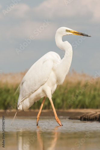 Great white egret (Ardea alba), Bences Hide; Pusztaszer, Hungary photo