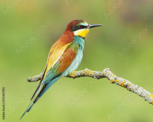 European bee-eater (Merops apiaster) perched on a branch; Pusztaszer, Hungary
