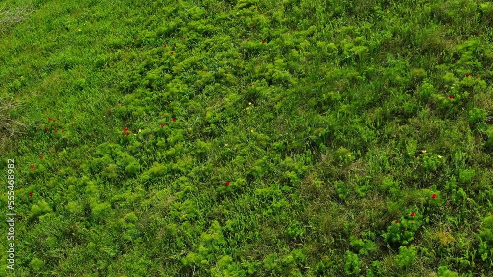 Green grass with yellow and red flowers on it. Spring herbs. Green grass with yellow and red flowers on it. Spring herbs.
