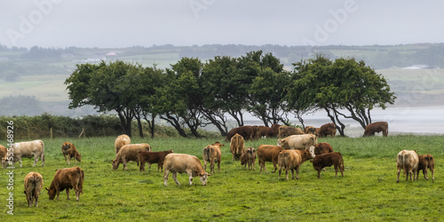 Cattle grazing on a field along the coast; Enniscrone, County Sligo, Ireland photo