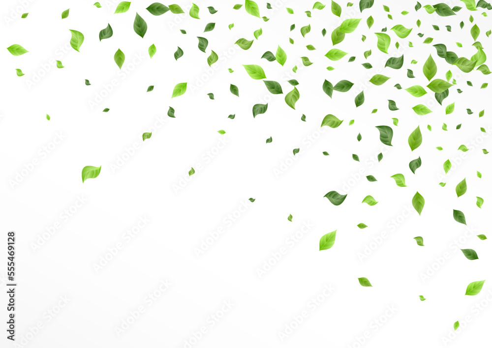 Green Leaves Tea Vector White Background Plant. Green Leaves Tea Vector White Background Plant.