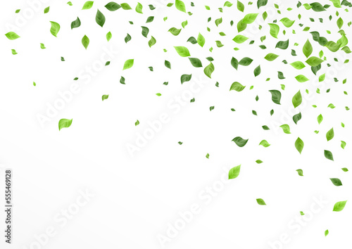 Green Leaves Tea Vector White Background Plant.