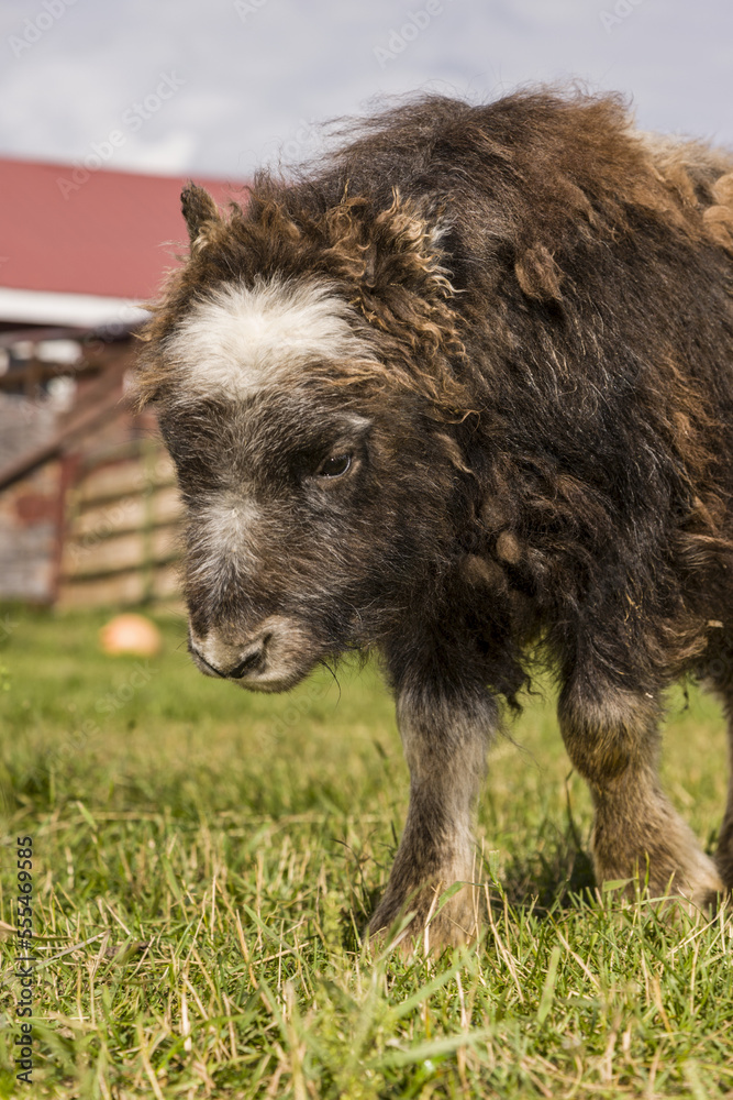 Close-up of a Musk Ox calf born in the spring on the Musk Ox farm, South-central Alaska; Palmer, Alaska, United States of America Close-up of a Musk Ox calf born in the spring on the Musk Ox farm, South-central Alaska; Palmer, Alaska, United States of America