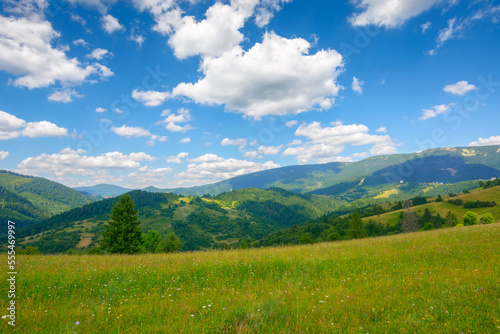 grassy meadows in carpathian mountains. stunning countryside scenery in summer. fluffy clouds on the sky on a warm sunny day © Pellinni